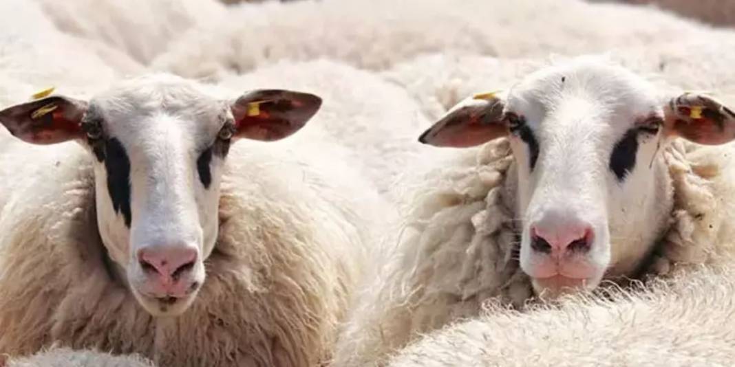 Et ve Süt Kurumu satılmayan kurbanlıklar için fiyat listesini yayımladı 2